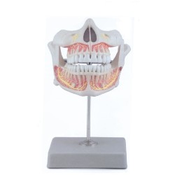 ALTAY SCIENTIFIC MODELLINO ANATOMICO DENTI PERMANENTI