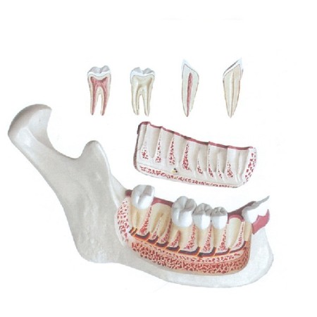 ALTAY SCIENTIFIC MODELLINO ANATOMICO MASCELLA INFERIORE