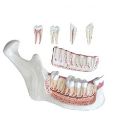 ALTAY SCIENTIFIC MODELLINO ANATOMICO MASCELLA INFERIORE