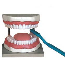 ALTAY SCIENTIFIC MODELLINO ANATOMICO IGIENE ORALE