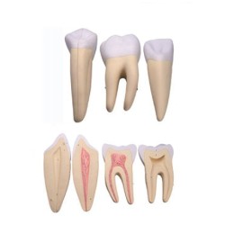 ALTAY SCIENTIFIC MODELLINO ANATOMICO SET 3 DENTI: INCISIVO, CANINO, MOLARE