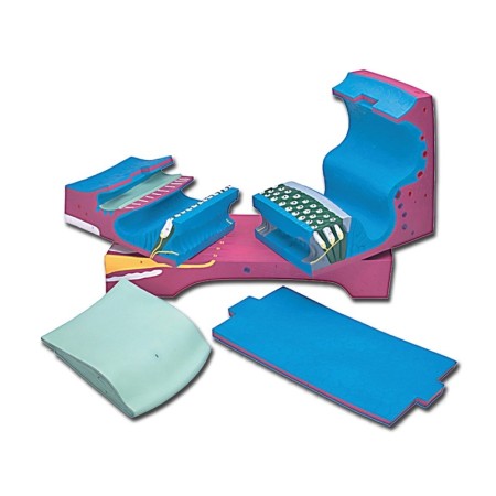 ALTAY SCIENTIFIC MODELLO ANATOMICO DOTTO COCLEARE