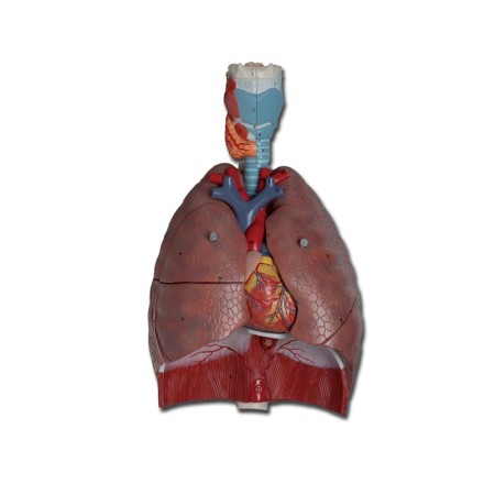 ALTAY SCIENTIFIC MODELLO ANATOMICO SISTEMA RESPIRATORIO - 7 PARTI