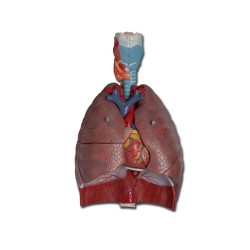 ALTAY SCIENTIFIC MODELLO ANATOMICO SISTEMA RESPIRATORIO - 7 PARTI