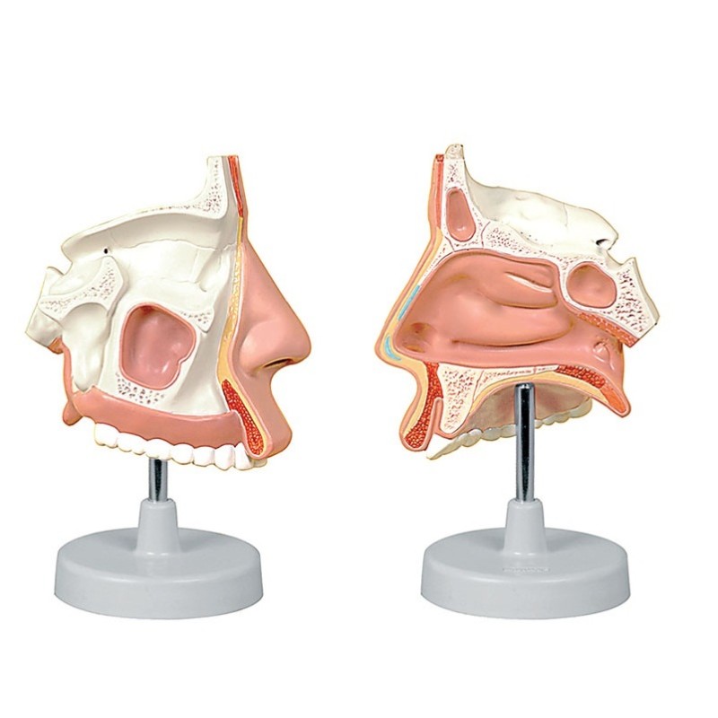 ALTAY SCIENTIFIC MODELLO ANATOMICO CAVITÀ NASALI
