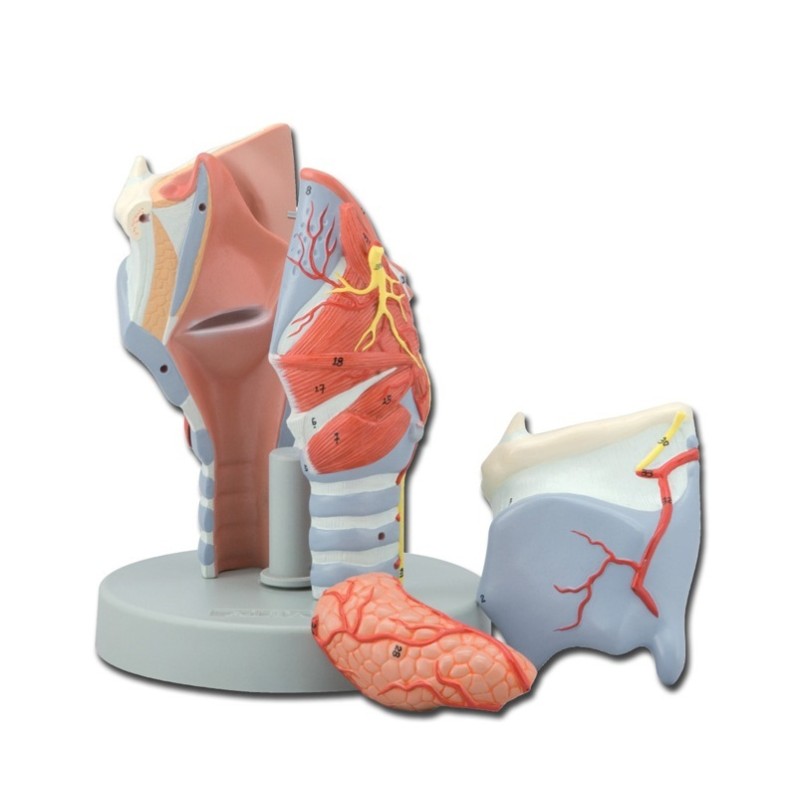ALTAY SCIENTIFIC MODELLO ANATOMICO LARINGE