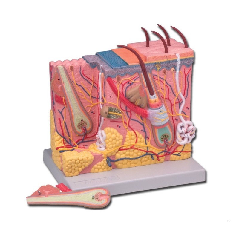 ALTAY SCIENTIFIC MODELLO ANATOMICO DERMA 