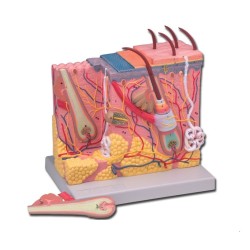 ALTAY SCIENTIFIC MODELLO ANATOMICO DERMA 