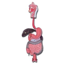 ALTAY SCIENTIFIC MODELLO SISTEMA DIGESTIVO