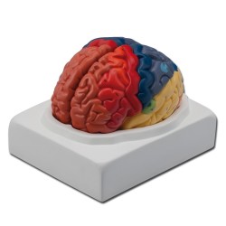 ALTAY SCIENTIFIC MODELLO CERVELLO