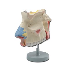 ALTAY SCIENTIFIC MODELLO CAVITÀ NASALI