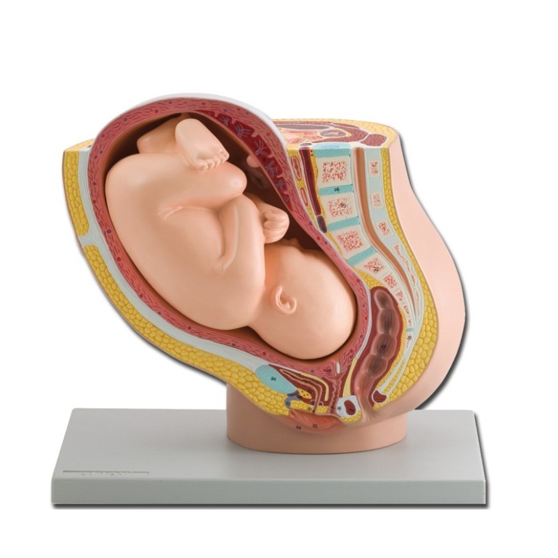 ALTAY SCIENTIFIC MODELLO PELVICO CON FETO