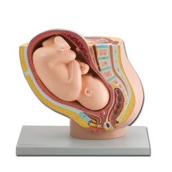 ALTAY SCIENTIFIC MODELLO PELVICO CON FETO