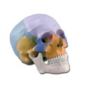GIMA MODELLO ANATOMICO CRANIO UMANO - 3 PARTI - 1X - COLORATO