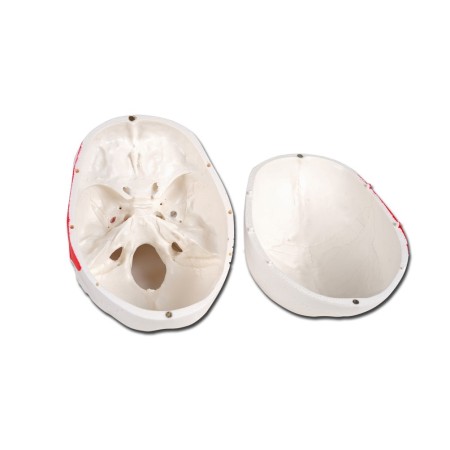GIMA MODELLO ANATOMICO CRANIO UMANO - 1X - NUMERATO