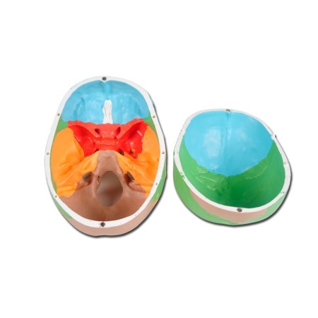 GIMA MODELLO ANATOMICO CRANIO UMANO - 3 PARTI - 1X - COLORATO