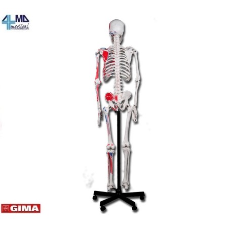GIMA MODELLO ANATOMICO SCHELETRO UMANO MUSCOLARE