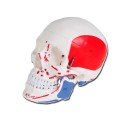 GIMA MODELLO ANATOMICO CRANIO UMANO - 1X - NUMERATO