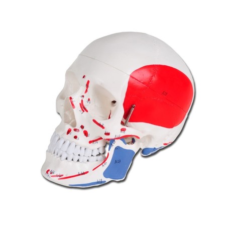GIMA MODELLO ANATOMICO CRANIO UMANO - 1X - NUMERATO