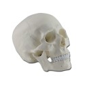 GIMA  MODELLO ANATOMICO CRANIO UMANO - 1X - SCOMPONIBILI IN 3 PARTI