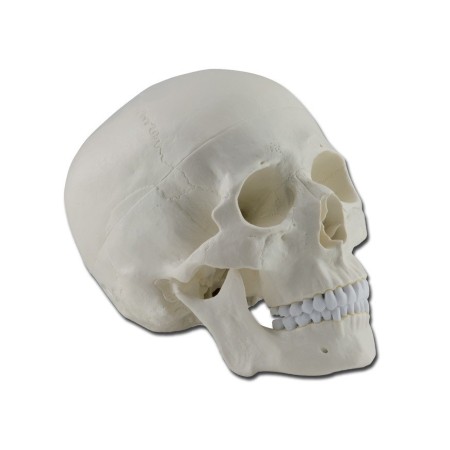 GIMA  MODELLO ANATOMICO CRANIO UMANO - 1X - SCOMPONIBILI IN 3 PARTI