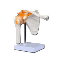 GIMA MODELLO CLAVICOLA LINEA "VALUE"