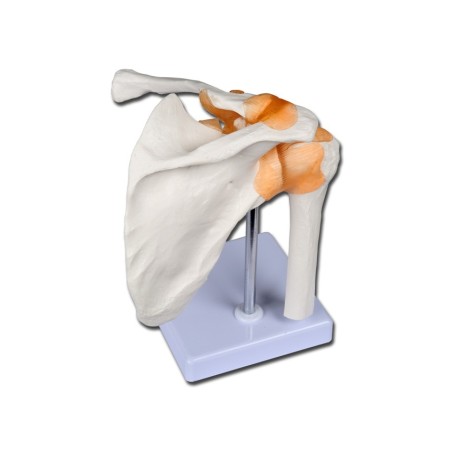 GIMA MODELLO CLAVICOLA LINEA "VALUE"