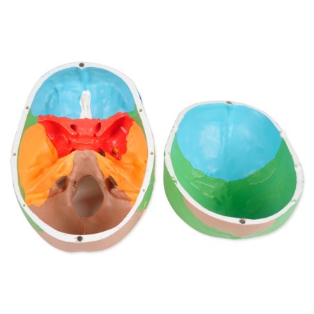 MODELLO CRANIO COLORATO LINEA "VALUE"- 3 PARTI - 1X
