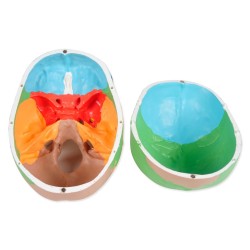 MODELLO CRANIO COLORATO LINEA "VALUE"- 3 PARTI - 1X