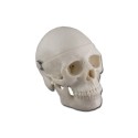 GIMA MODELLO MINI CRANIO - 0,5X