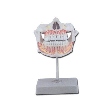 GIMA DENTATURA PERMANENTE