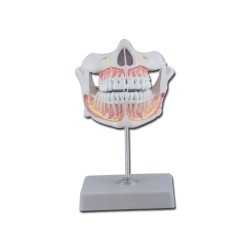 GIMA DENTATURA PERMANENTE