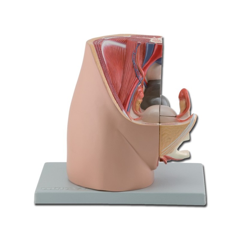 GIMA MOD. SISTEMA GENITALE FEMMINILE - 3 PARTI