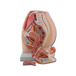 GIMA MOD. SISTEMA GENITALE FEMMINILE - 3 PARTI